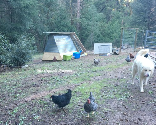 Thor and the chickens