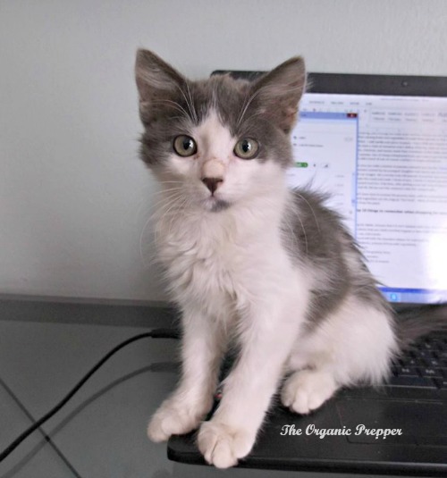 Syllie kitten on the laptop